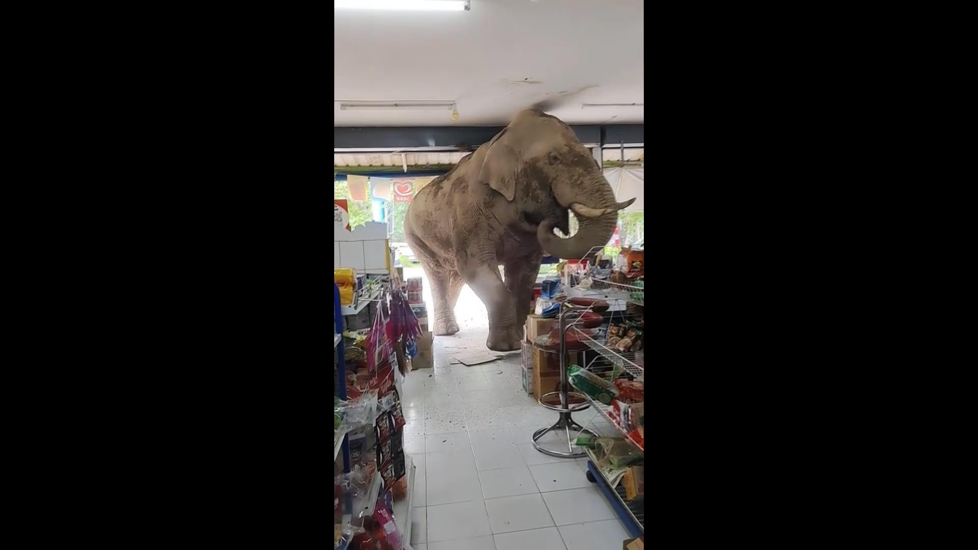 Elephant with a taste for crime rifles the shelves of a grocery shop near Thai national park