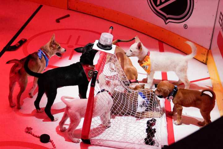 How to What the 2025 Stanley Pup Dog Hockey Game
