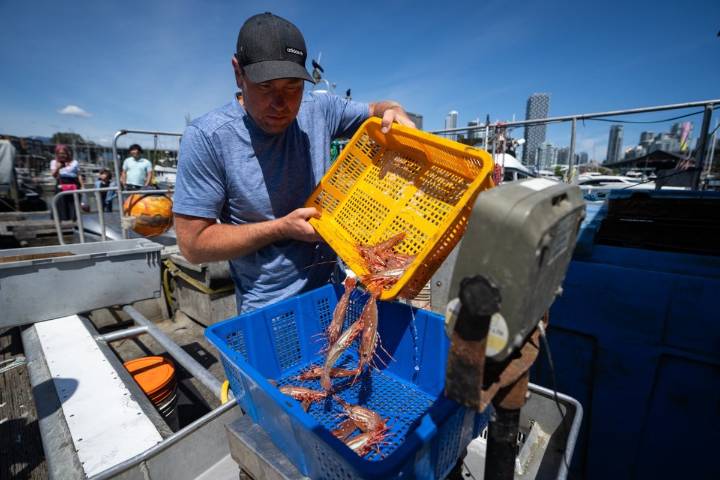China tariffs bite into B.C. spot prawn season, but foodies queue for kiss of the sea