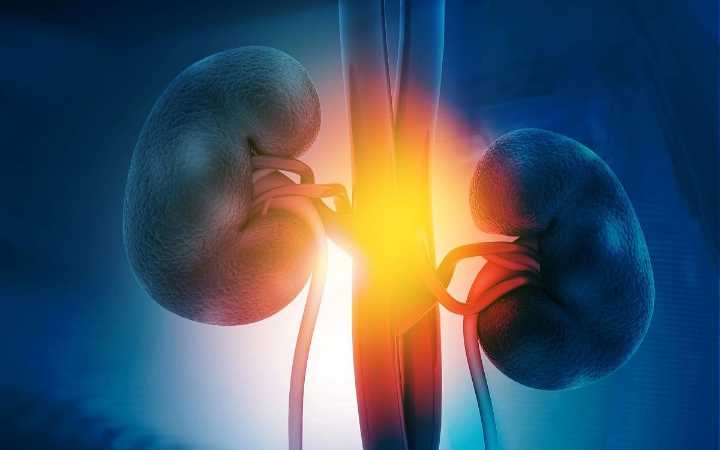 Preemptive Kidney Transplants Add No Benefit, Study Says