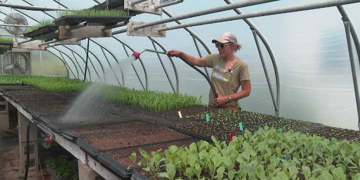 Dane County farms support food pantries with fresh produce