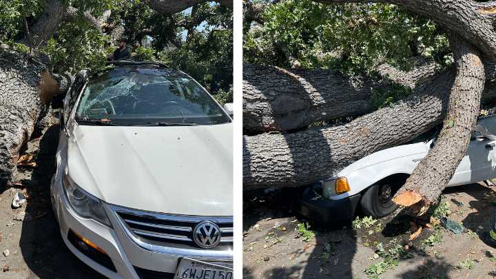 Massive fallen tree crushes cars in San Mateo
