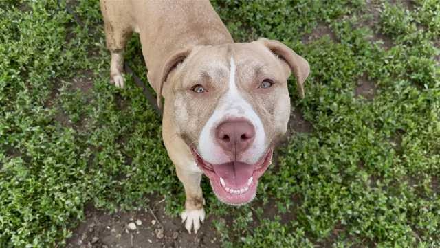 Meet Pebbles, the Nebraska Humane Society's pet of the week