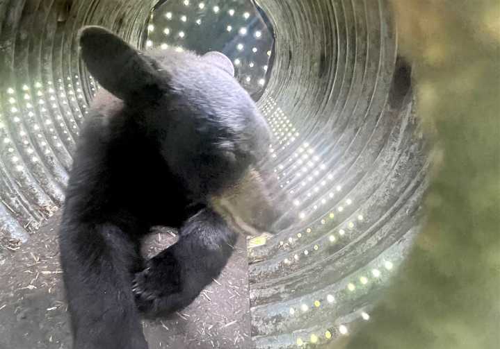 A black bear yearling broke into an Indiana County nursing home. A resident wanted to give him cake