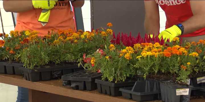 Community members and leaders ‘wear orange’ and plant flowers to fight gun violence
