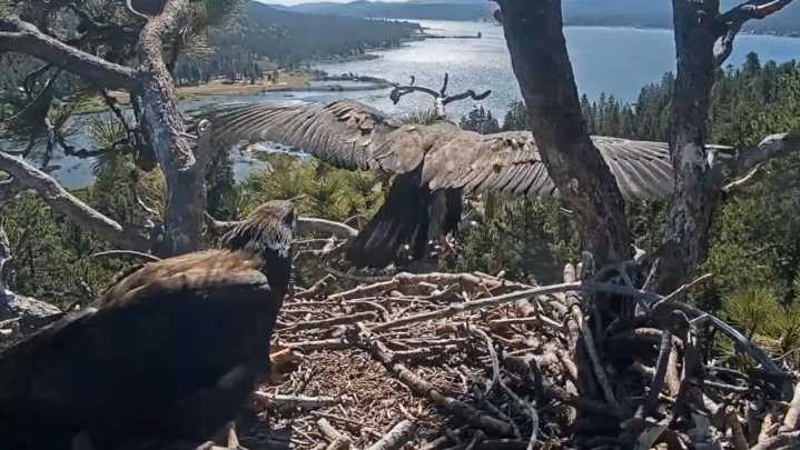 Sister act: Big Bear bald eaglets Sunny and Gizmo are…