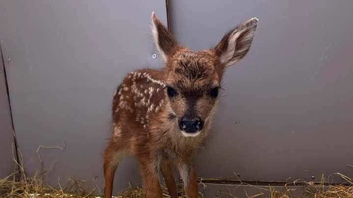 ‘Kind-napped’ fawns: Lone baby deer likely don’t need your help, says MARS Rescue Centre