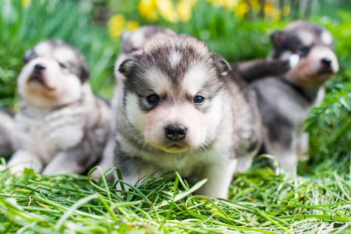 Meet Denali National Park's New Puppies: Squall, Storm, Graupel, Dew, And Fog