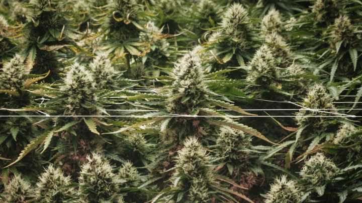 Are cannabis edibles healthy? New study raises surprising concerns