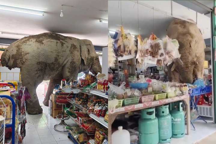 An Elephant Casually Shoplifted Snacks From a Thai Grocery Store