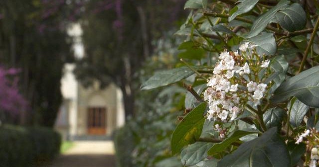 Nature: Tuscan garden
