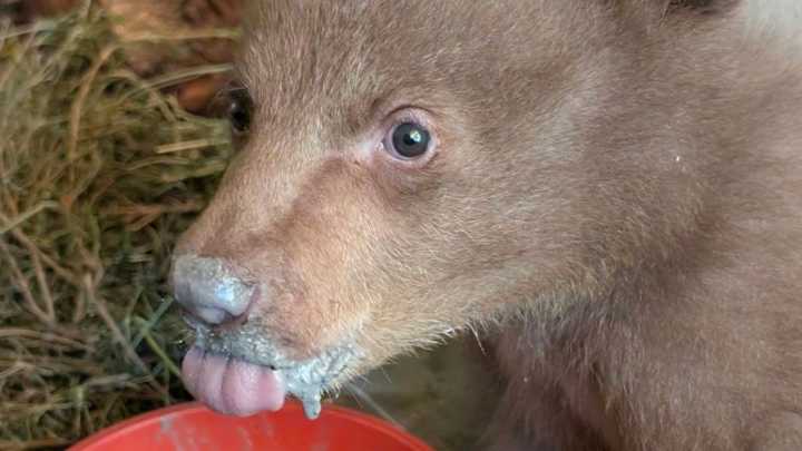 Orphaned bear cub cared for by humans dressed up as bears