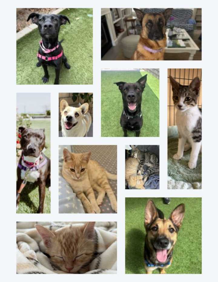PAWS of Coronado Waives Adoption Fees on California Adopt-a-Pet Day, Saturday, June 7, 2025
