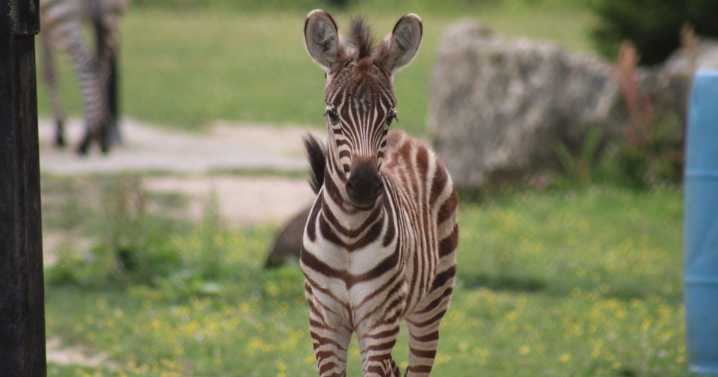 New zebra born at Cape May County Zoo