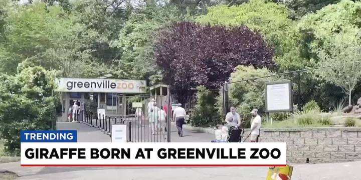 Greenville Zoo’s mother giraffe gives birth to new baby