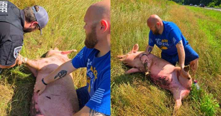 Pig rescued in Dade Co. after being left on I-24 East, causing traffic delays