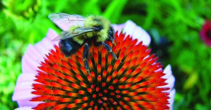 What’s the buzz about pollinators?