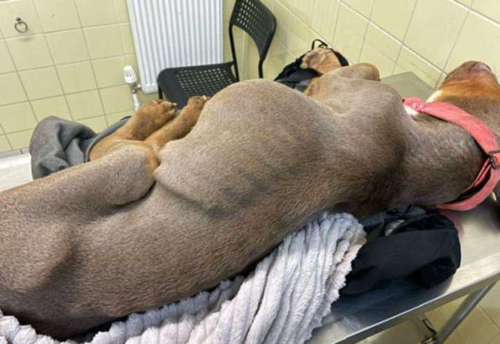 Owner of bull-breed dog in Kings Road, Chatham sentenced after allowing her cancer