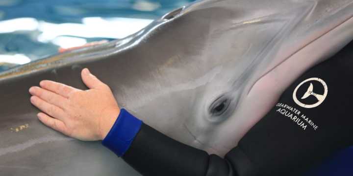 Four dolphins from Gulf World relocated to Clearwater Marine Aquarium