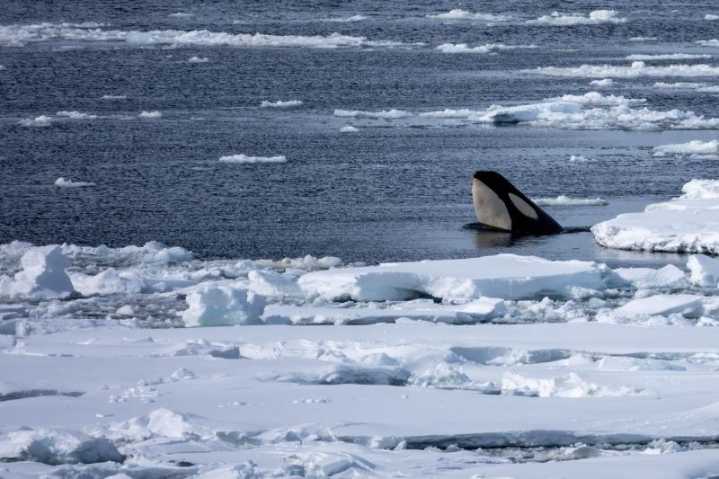 IAATO Mandates Acoustic Mitigation Measures to Protect Antarctic Whales