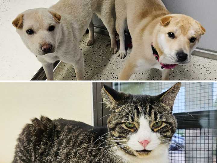 Pets of the week: Sugar and Tootsie came in together. Boots is mellow