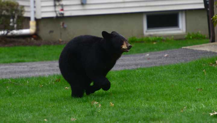 Bears have been spotted recently in these North Jersey towns