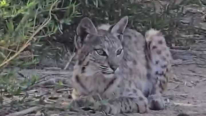 Bobcat Spotted Near West Wetlands Park in Yuma