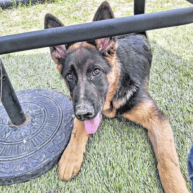 Pet of the Week