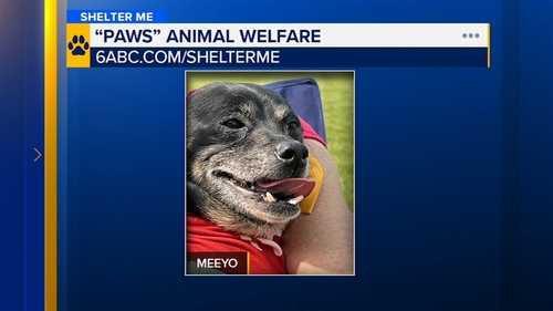 Shelter Me: Meet Meeyo! - 6abc Philadelphia