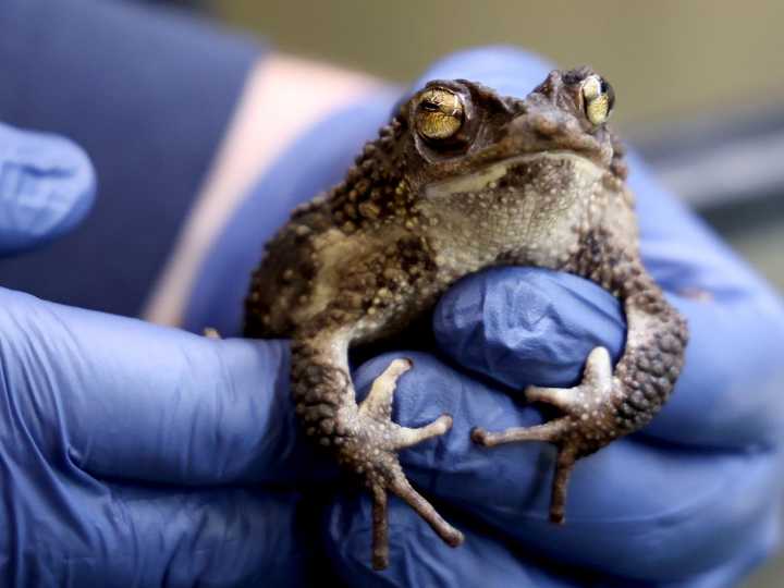 Puerto Rican rapper, Brookfield Zoo champion endangered toad