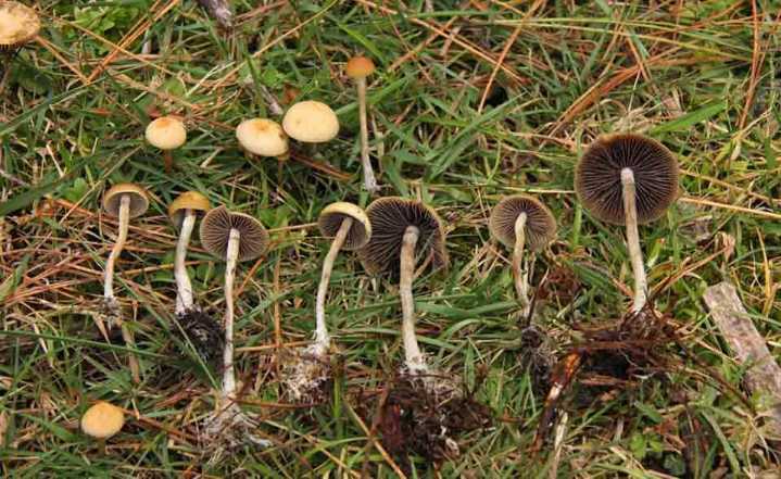Judge Says Oregon May Need to Change Psilocybin Law to Comply With Disability Rights