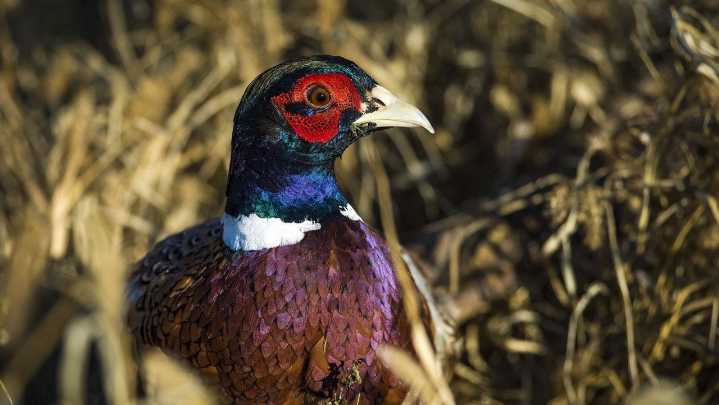 Best South Dakota pheasant hunting season in over a decade