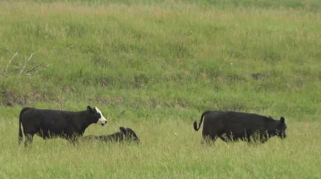 Nebraska farmers happy about recent rain, worry about future