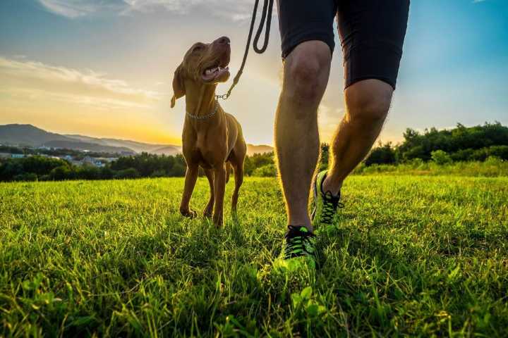 9 Sporty Dog Breeds Ready To Be Your Jogging Buddy