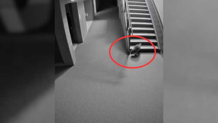School Staff In Colorado Realize They Had A Furry Intruder Inside, So They Cancelled The Classes