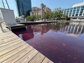 At least 2,000 gallons of oil spilled in Baltimore Harbor as cleanup effort under way