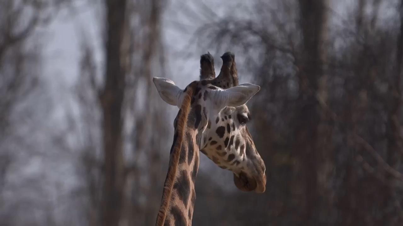 How poo may one day help save endangered species from extinction