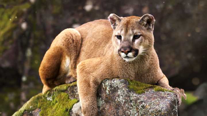 Nebraska Game and Parks Commission to consider mountain lion hunting season