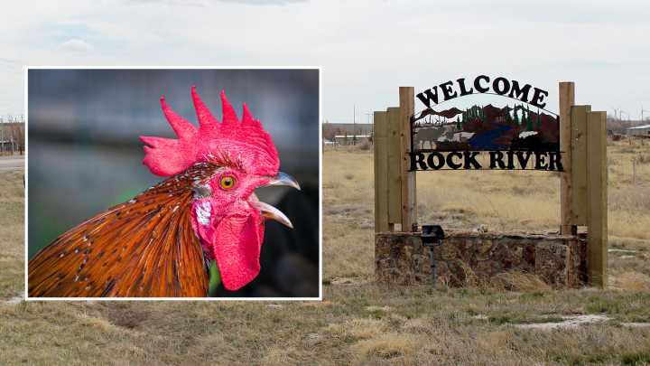 Rock River Man Arrested After Trying To Silence Rooster With A Shotgun