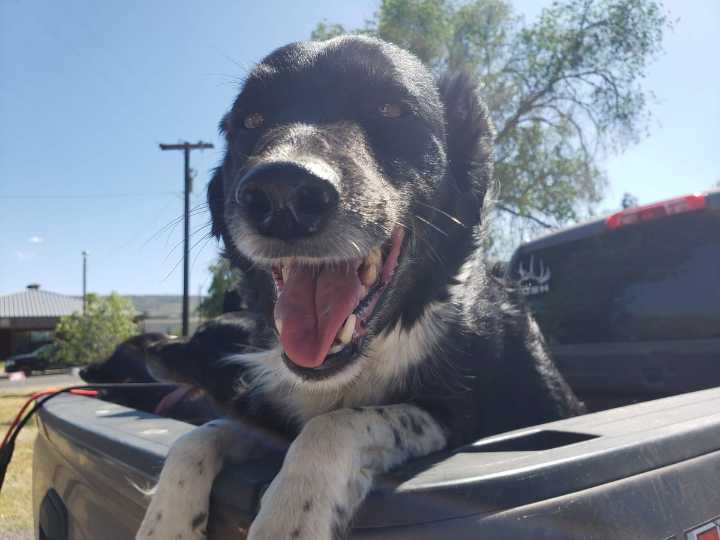 Fences For Fido and Madras Animal Hospital partner to bring free pet services to Warm Springs