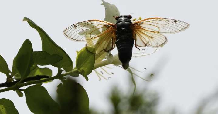 GALLERY: Invasion of the cicadas in Kentucky