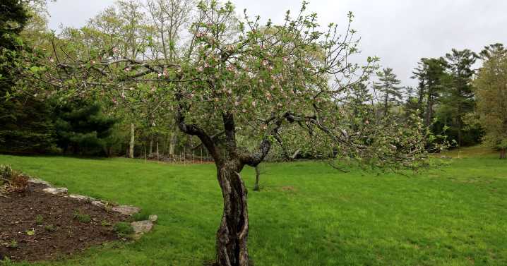 On Verona Island, historians discover one of the oldest living apple trees in North America