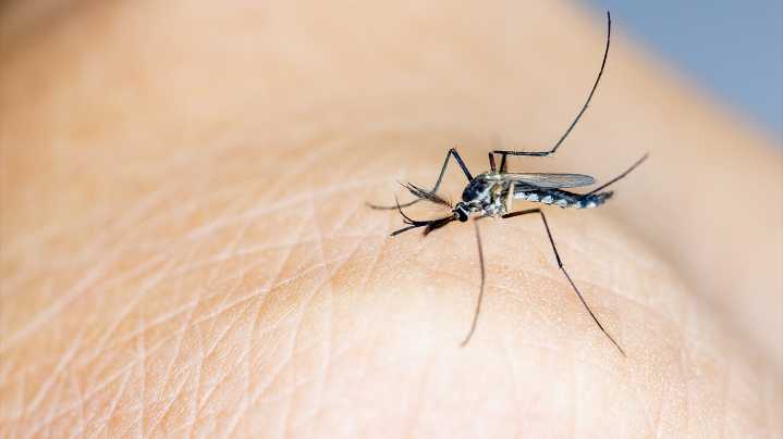 Expert tips to prevent mosquito bites and control mosquitoes
