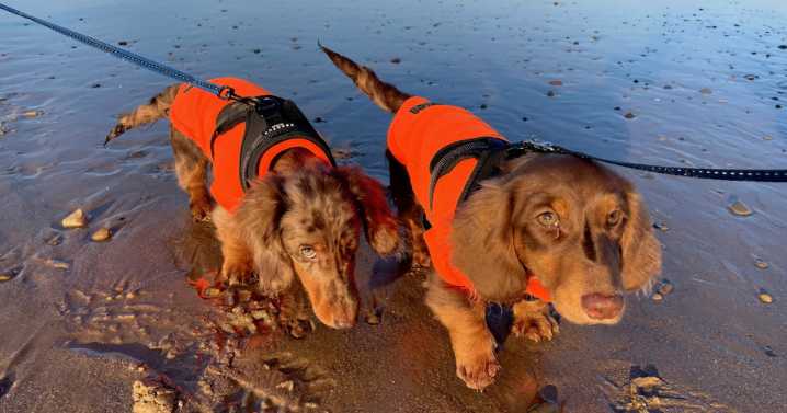 Warning to owners of these popular dog breeds as vet shares common health issues