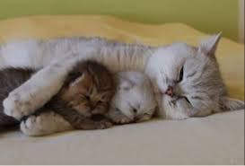 El condado de Wake insta a la comunidad a acoger y adoptar durante la temporada de gatitos