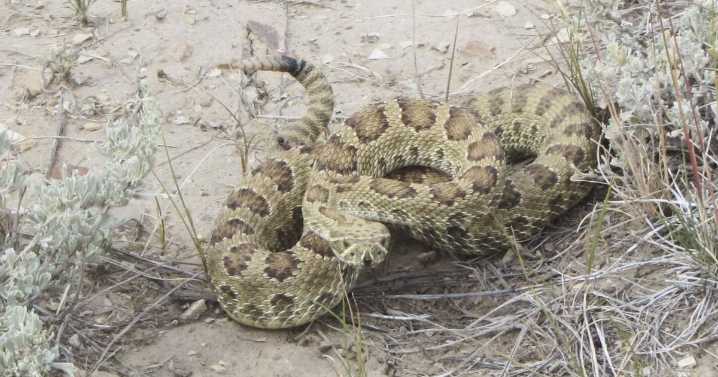 Snake season is here