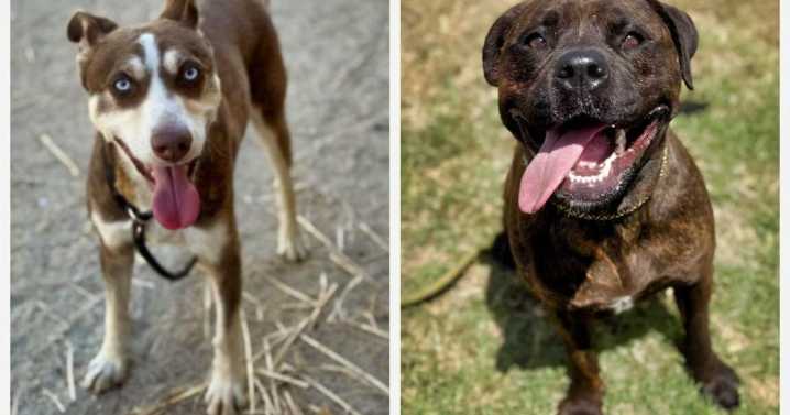 Meet Benson and Harmony: Eastsider Pets of the Week!