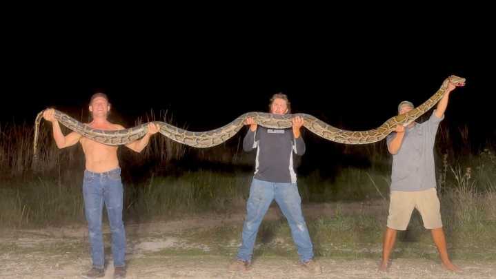 How big was monster Burmese python hunters caught in Everglades?