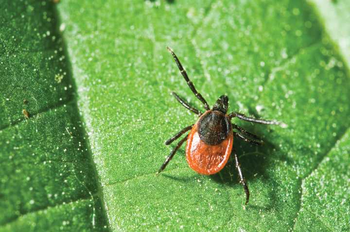 Get Healthy Carson City: Watch out for ticks this summer