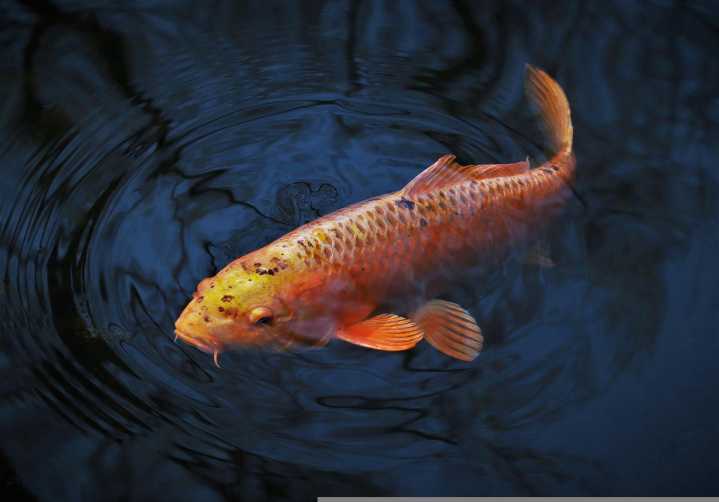 Annual free fishing clinic for kids happening Saturday